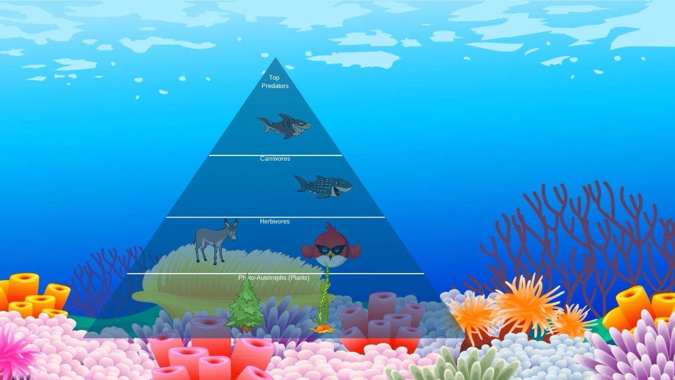 Ecological pyramad