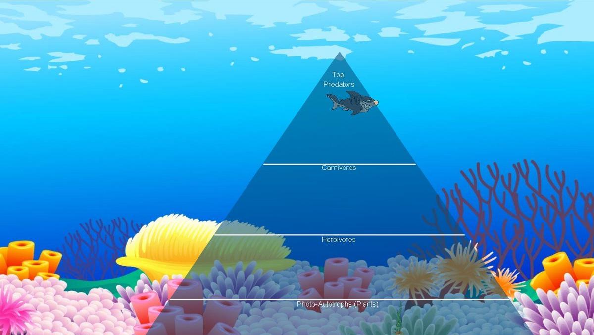 Ocean Ecological Pyramid