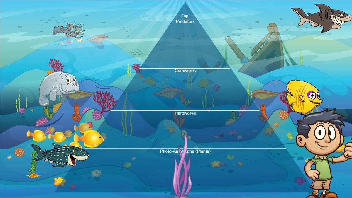 Ocean Ecological Pyramid