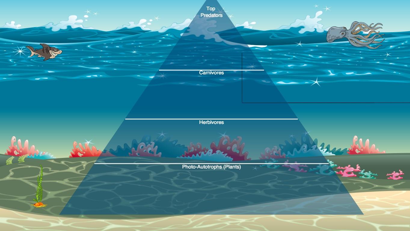 Ocean Ecological Pyramid