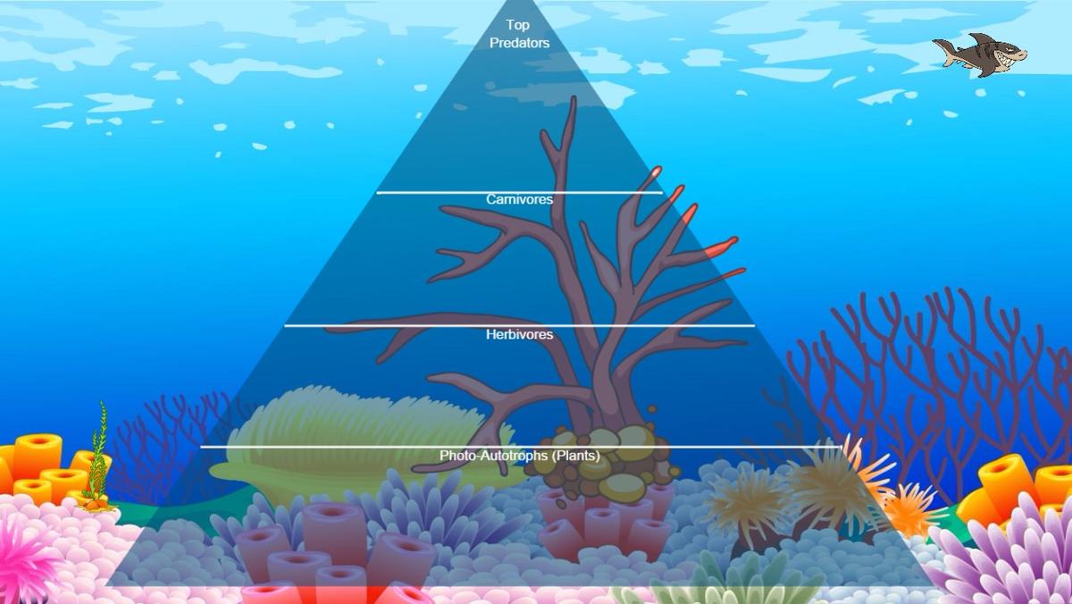 Ocean Ecological Pyramid