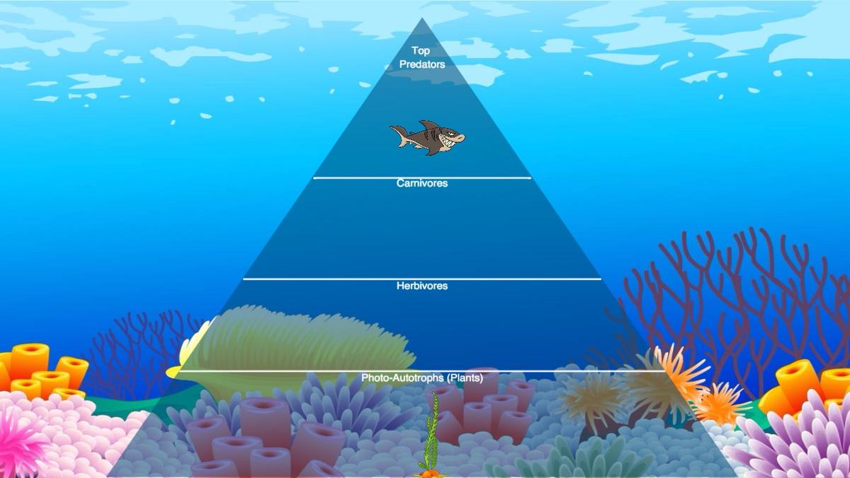 Ocean Ecological Pyramid