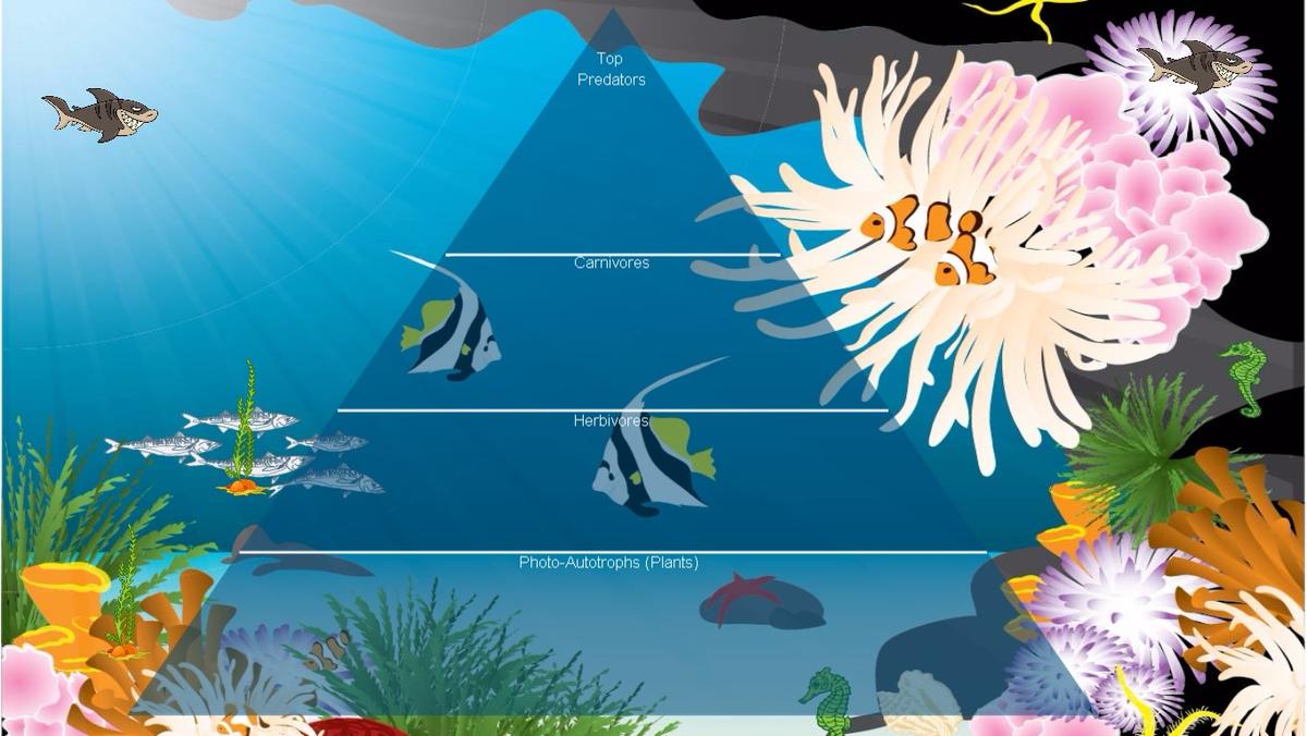 Ocean Ecological Pyramid