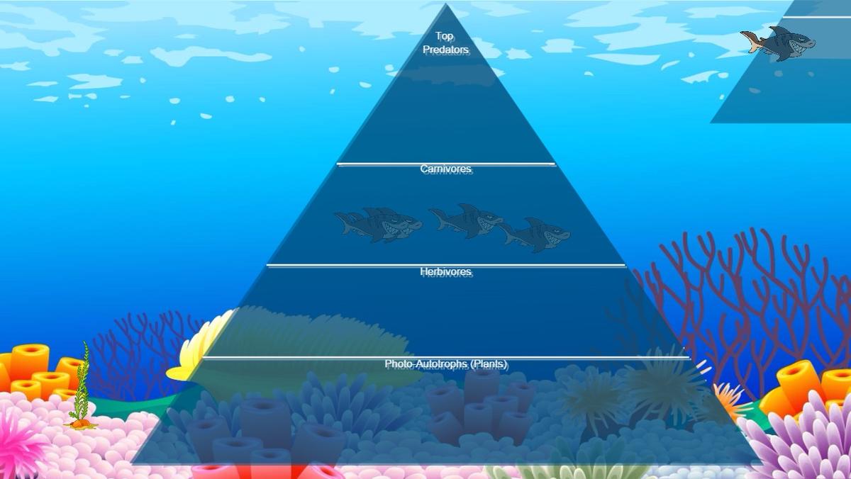 Ocean Ecological Pyramid