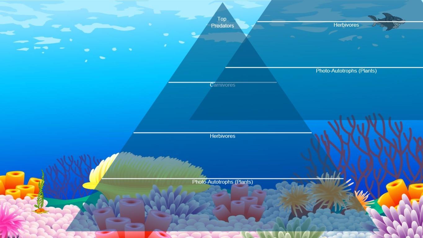 Ocean Ecological Pyramid