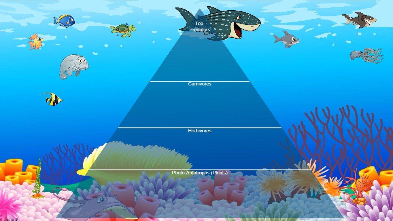 Ocean Ecological Pyramid