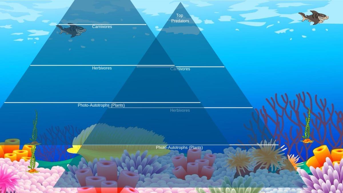 Ocean Ecological Pyramid