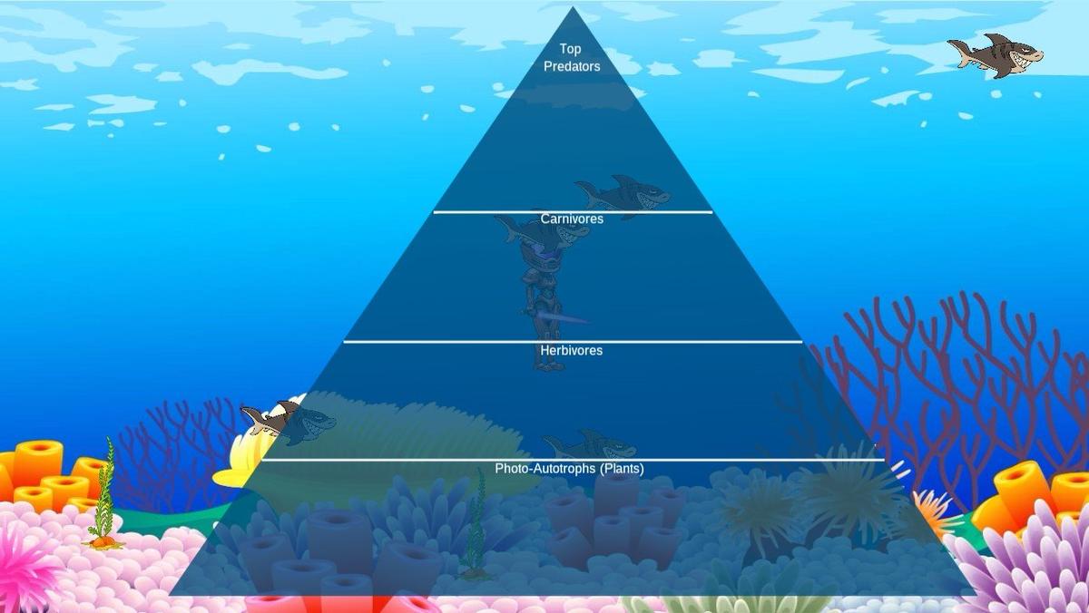 Ocean Ecological Pyramid