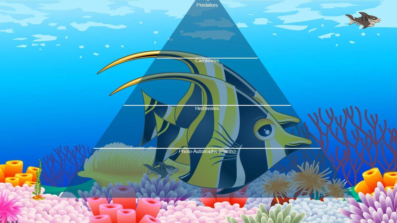 Ocean Ecological Pyramid