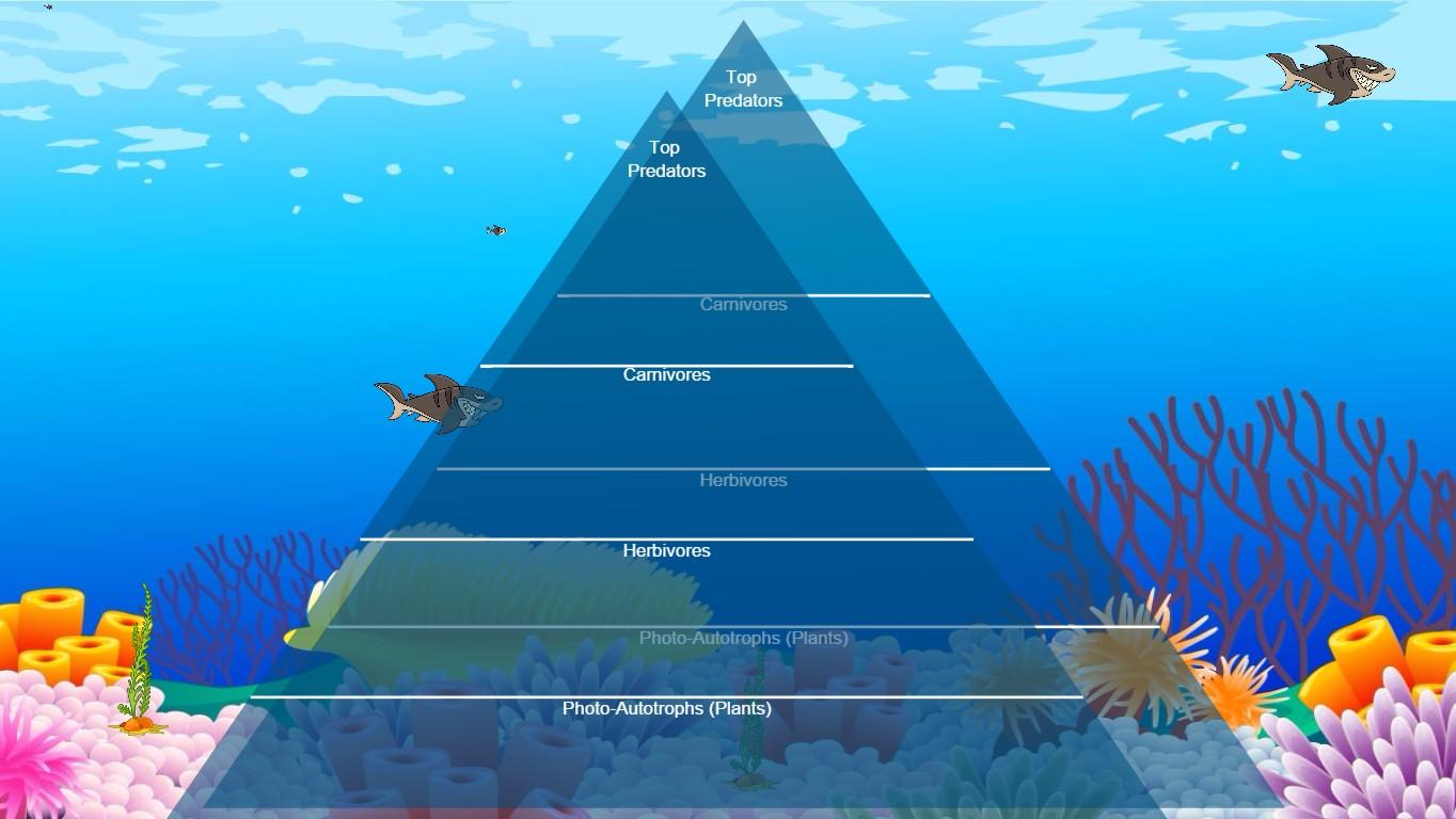 Ocean Ecological Pyramid