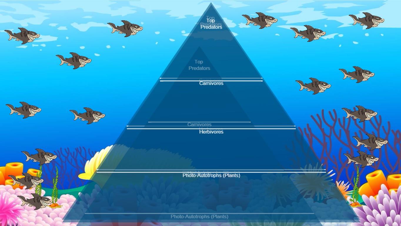 Ocean Ecological Pyramid