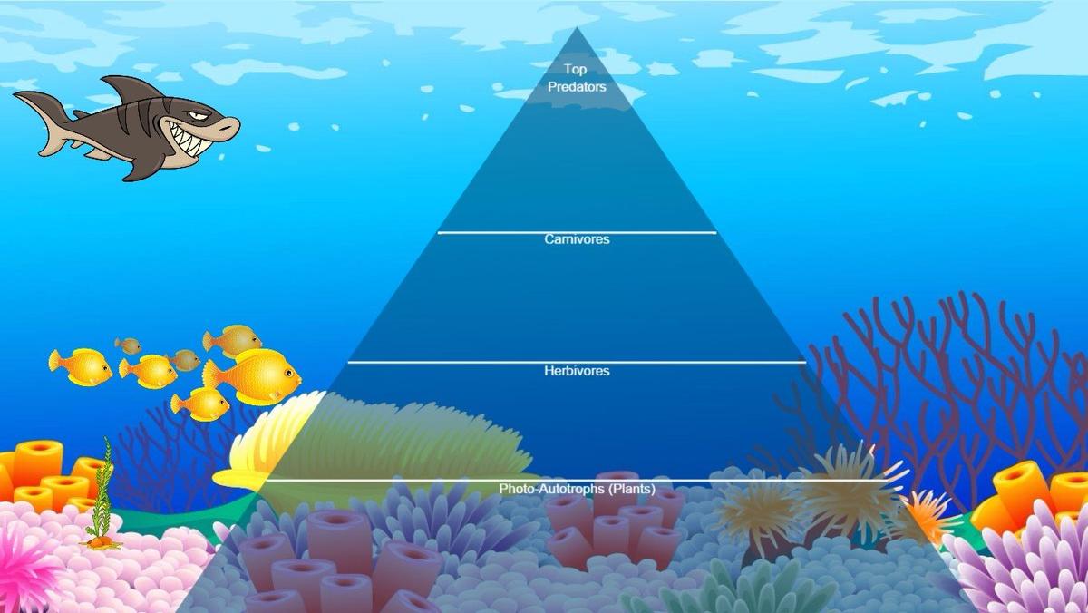 Ocean Ecological Pyramid