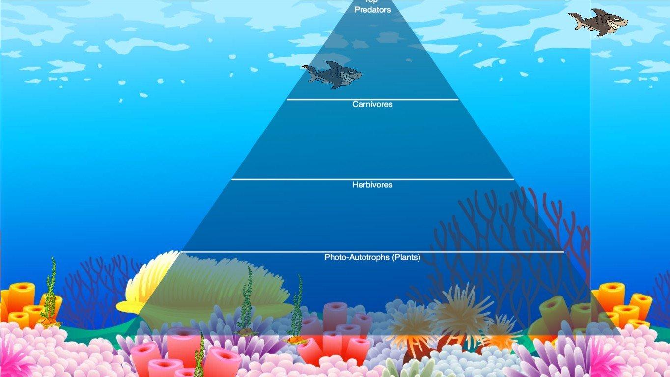 Ocean Ecological Pyramid