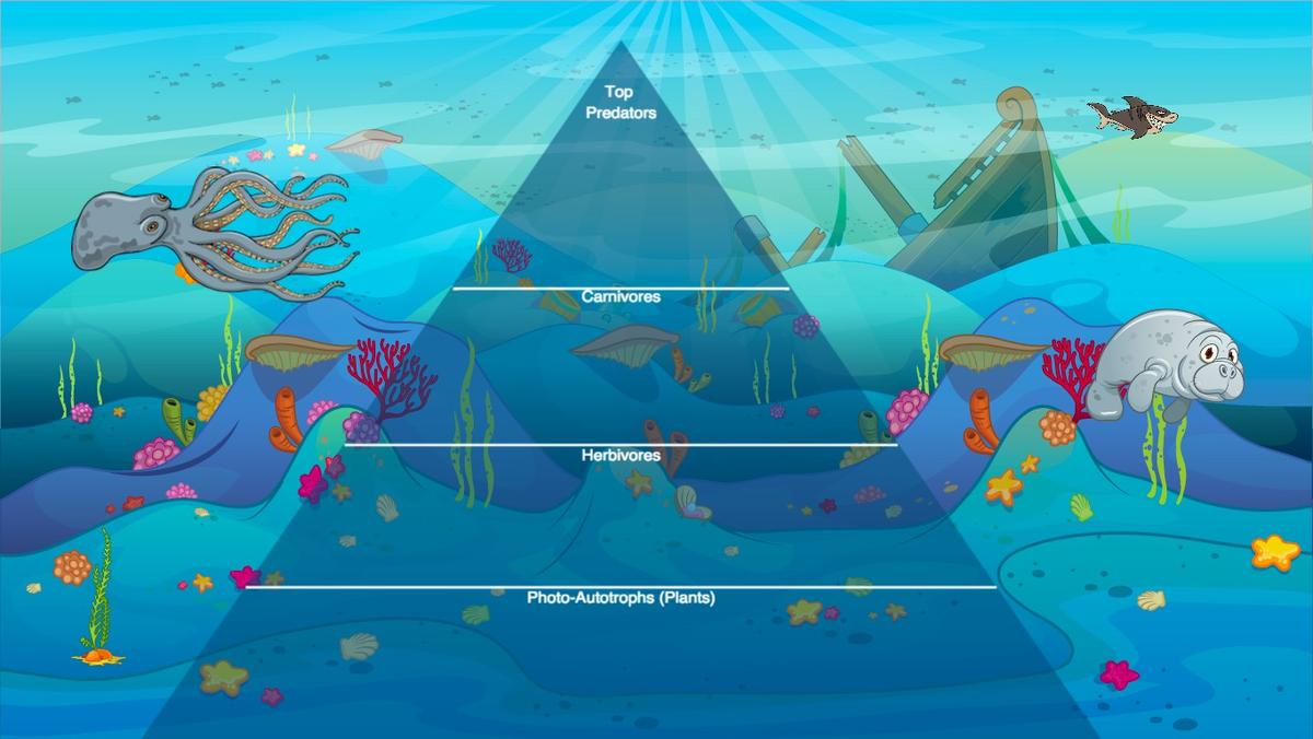 Ocean Ecological Pyramid