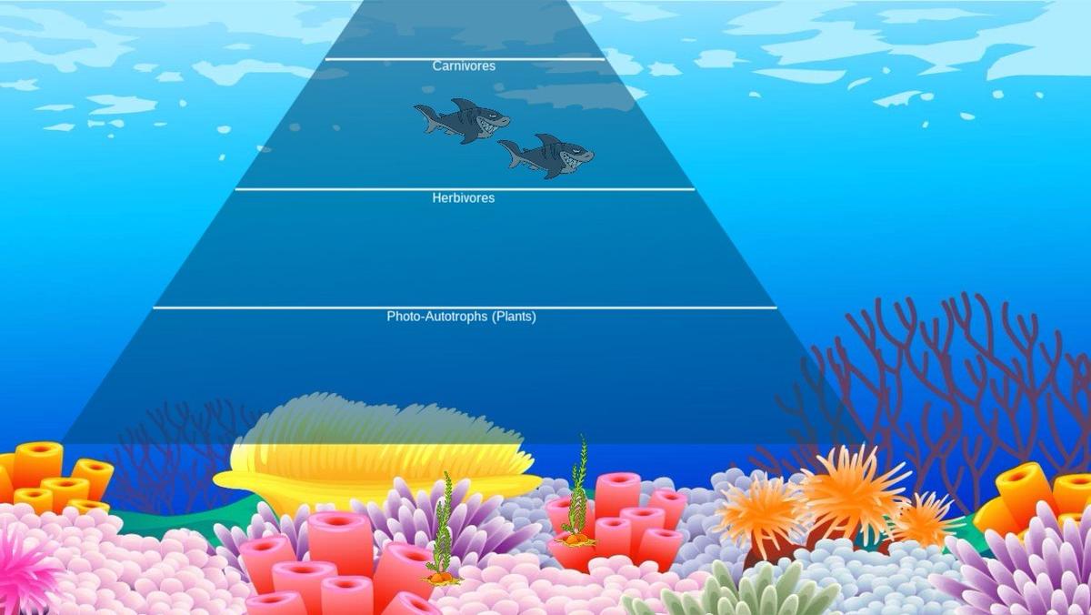 Ocean Ecological Pyramid