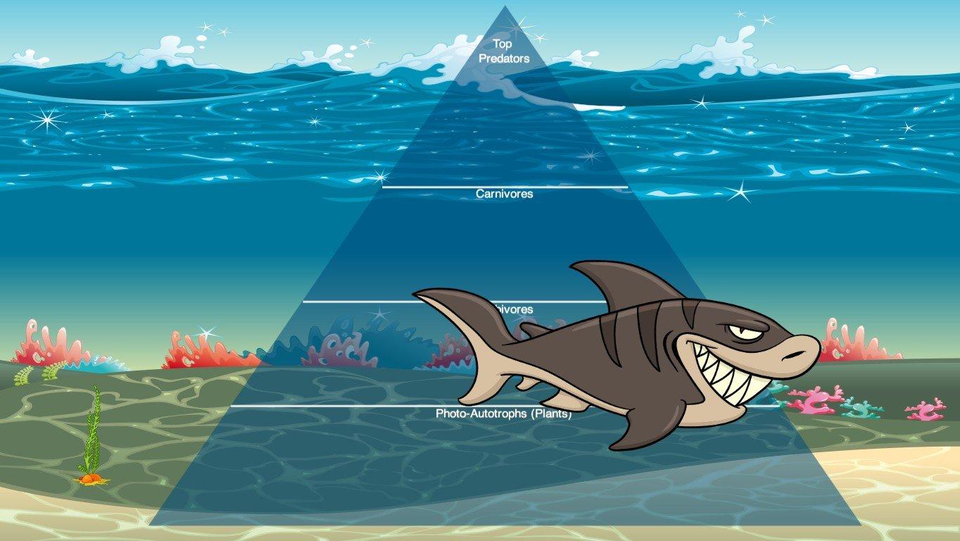 Ocean Ecological Pyramid