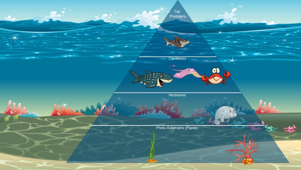 Ocean Ecological Pyramid