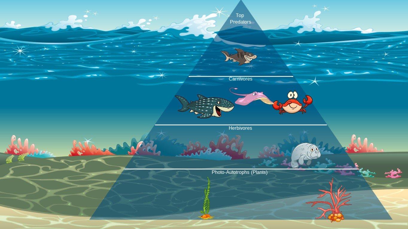 Ocean Ecological Pyramid