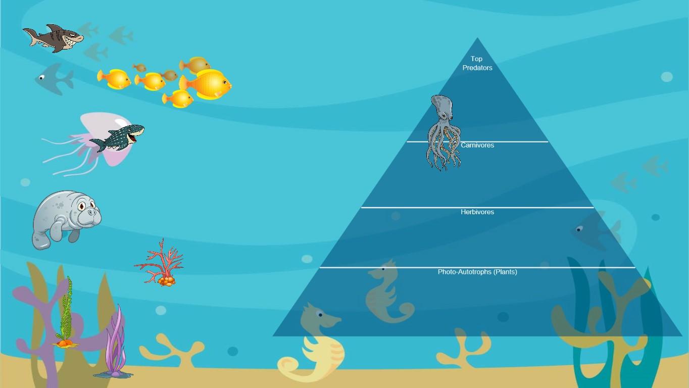 Ocean Ecological Pyramid