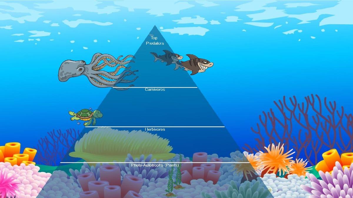 Ocean Ecological Pyramid