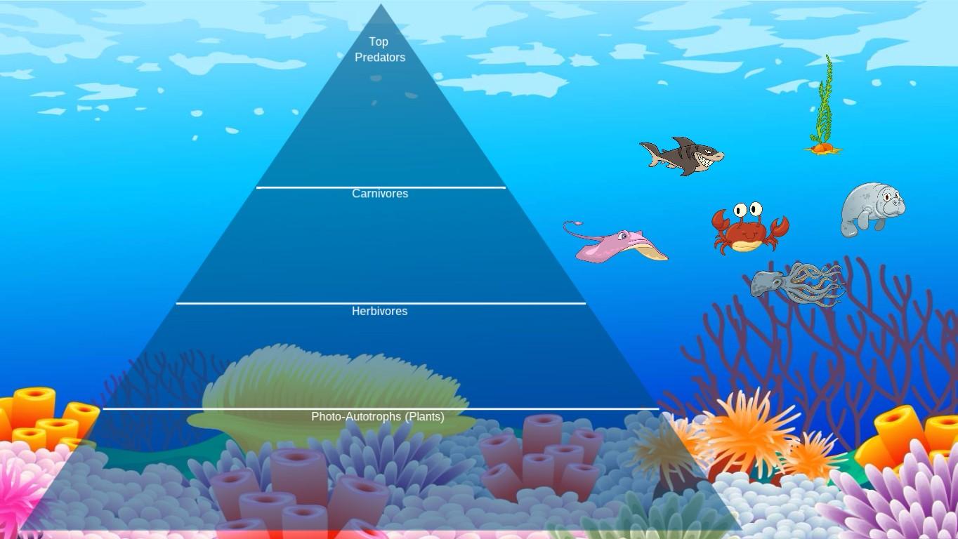 Ocean Ecological Pyramid