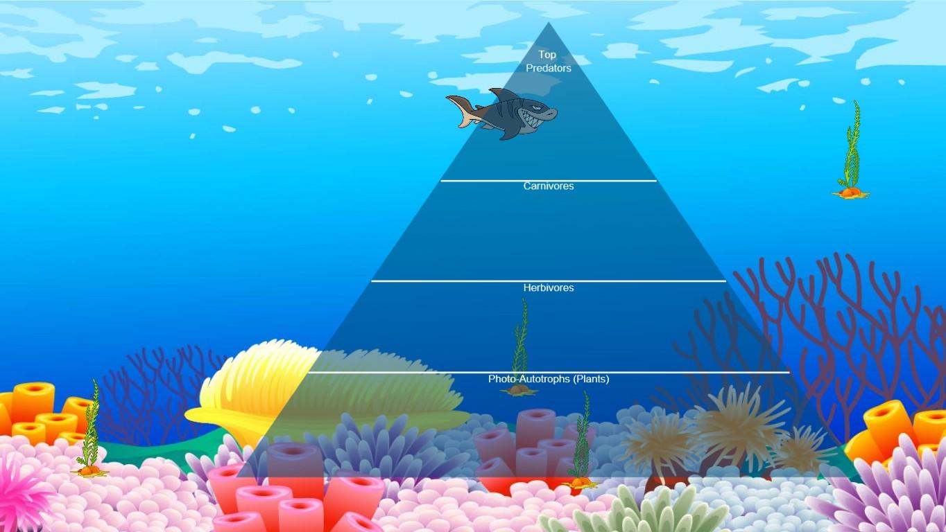 Ocean Ecological Pyramid