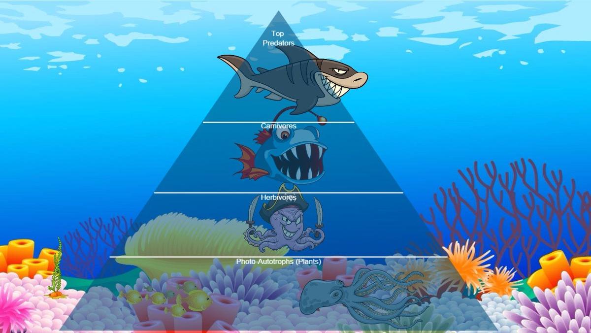 Ocean Ecological Pyramid