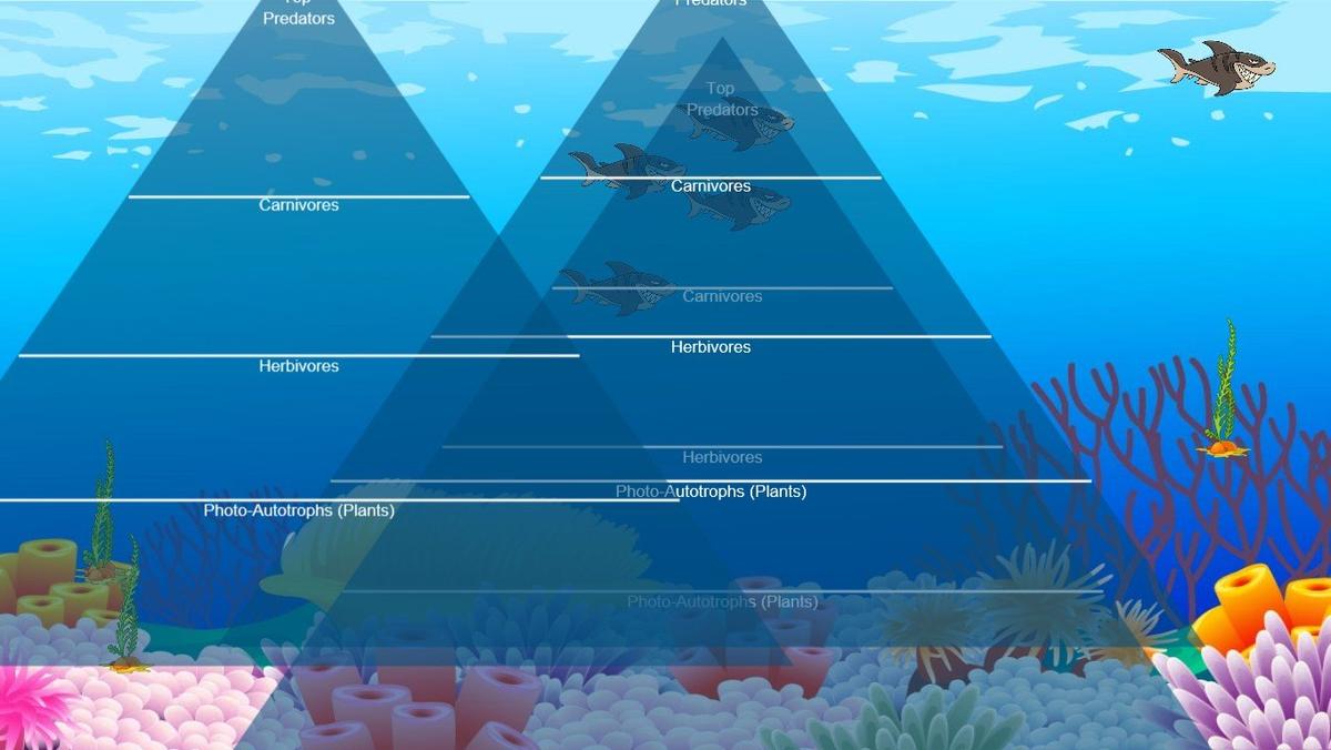 Ocean Ecological Pyramid