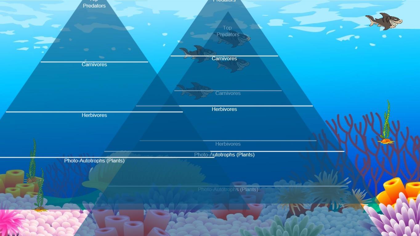 Ocean Ecological Pyramid