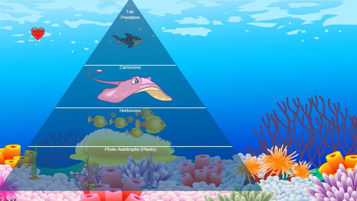 Ocean Ecological Pyramid