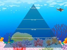 Ecological Pyramid 2