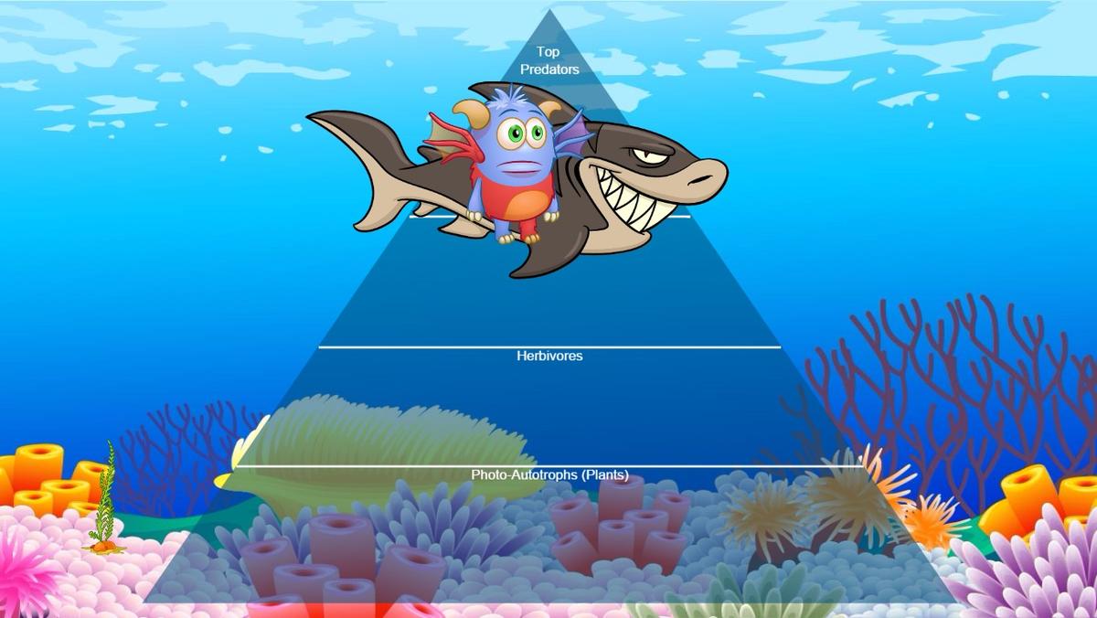 Ocean Ecological Pyramid