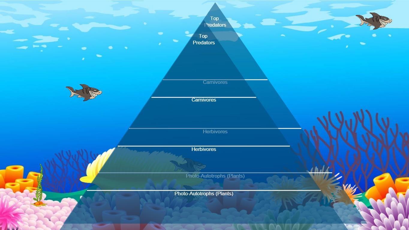 Ocean Ecological Pyramid