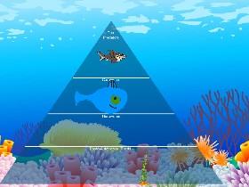 Ecological Pyramid 1