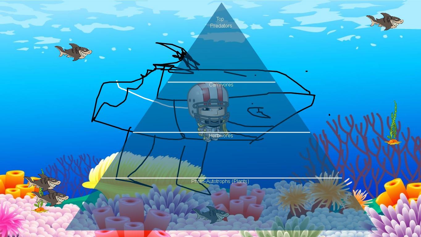 Ocean Ecological Pyramid