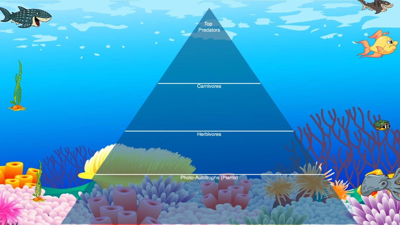 Ocean Ecological Pyramid