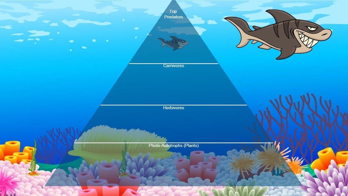 Ocean Ecological Pyramid