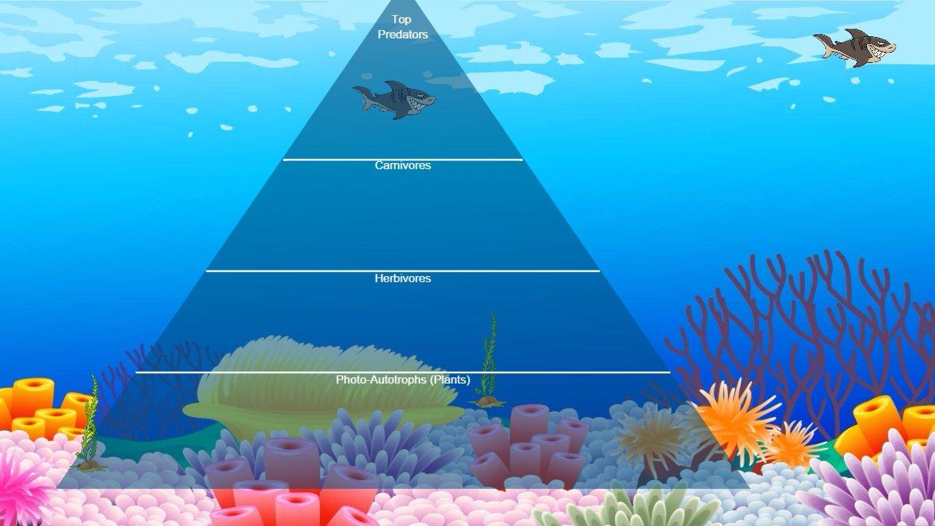 Ocean Ecological Pyramid