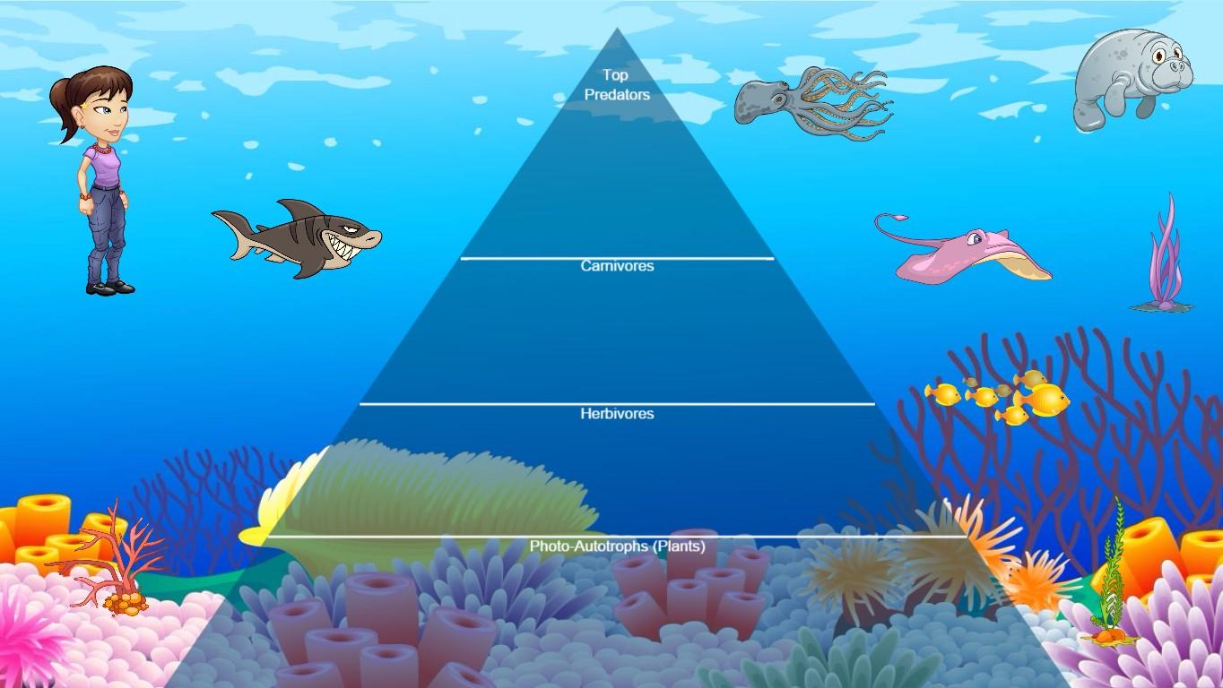 Ocean Ecological Pyramid