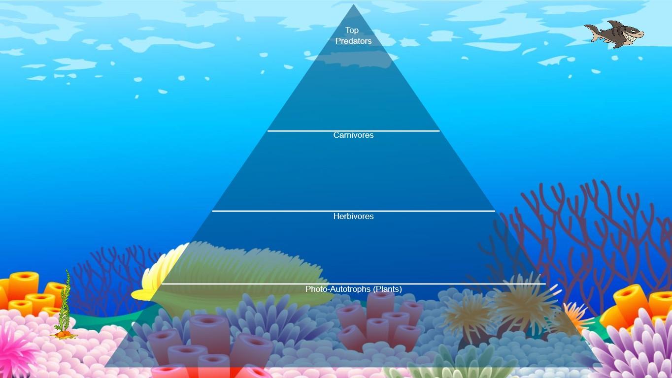 Test Ocean Ecological Pyramid