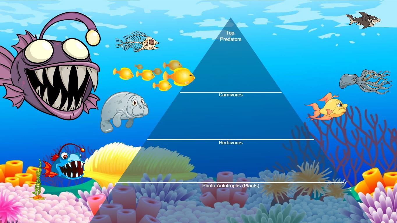 Ocean Ecological Pyramid