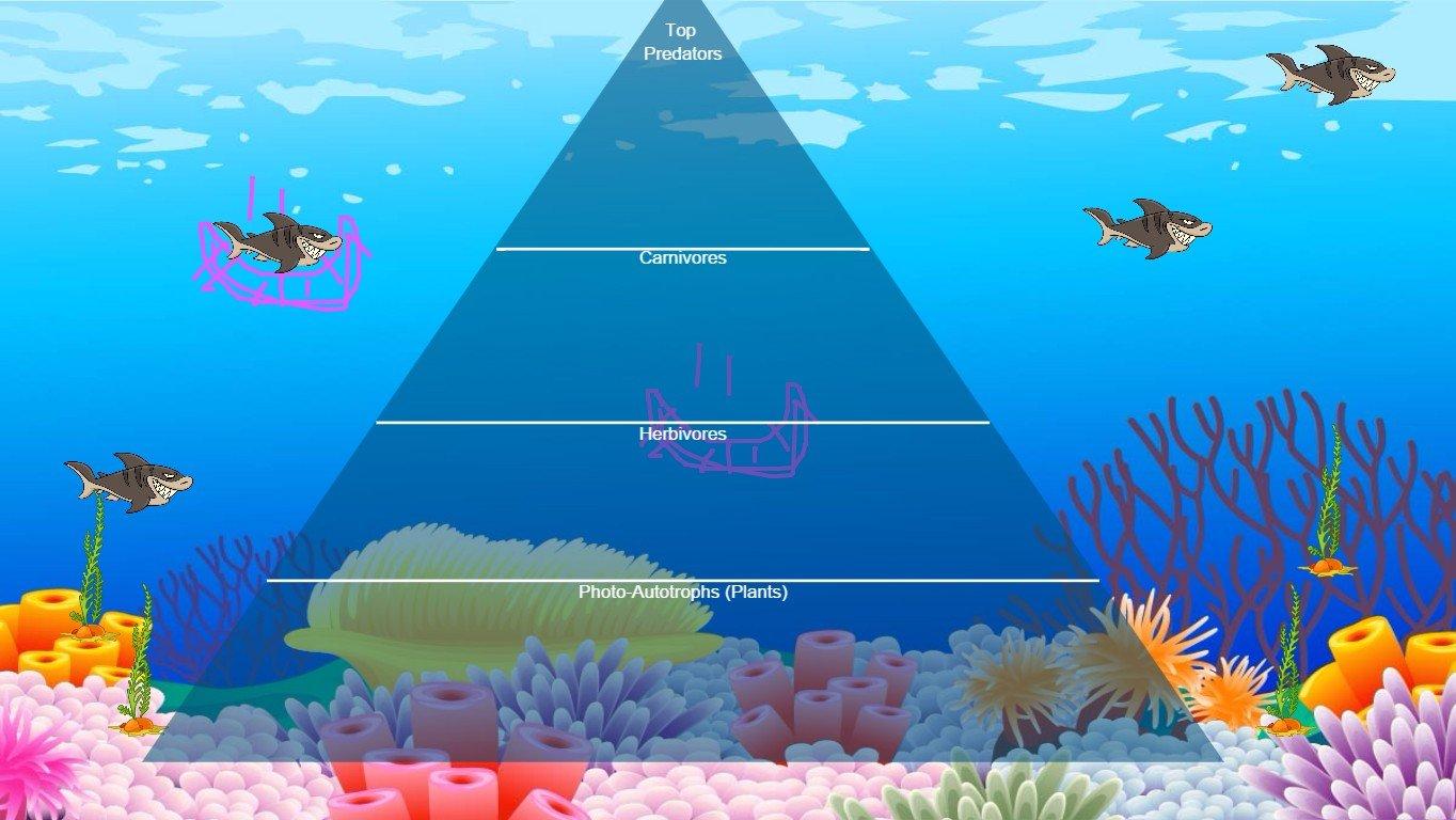 Ocean Ecological Pyramid