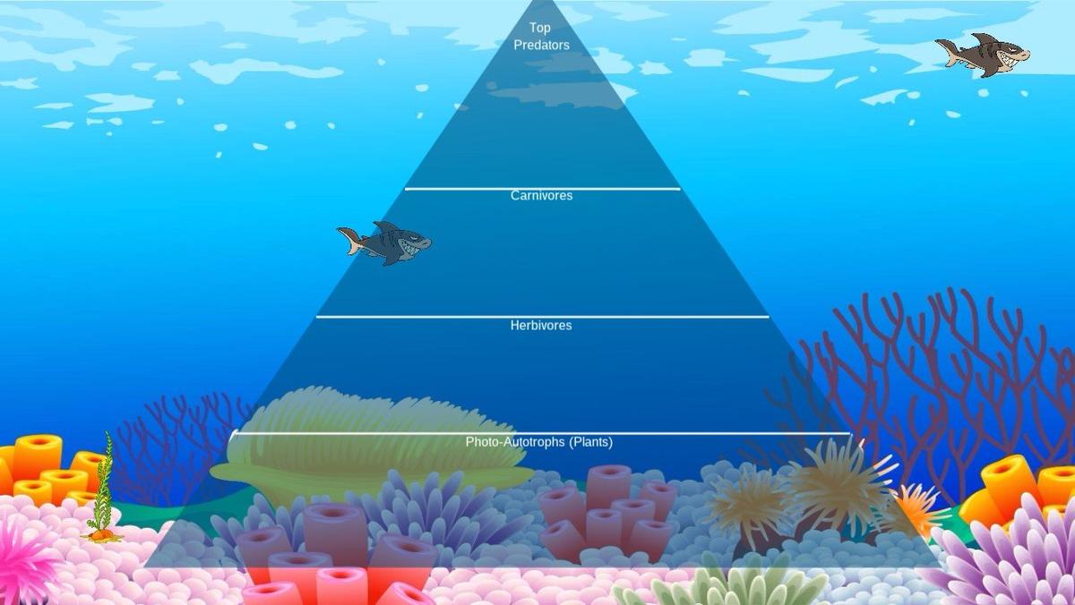 Ocean Ecological Pyramid