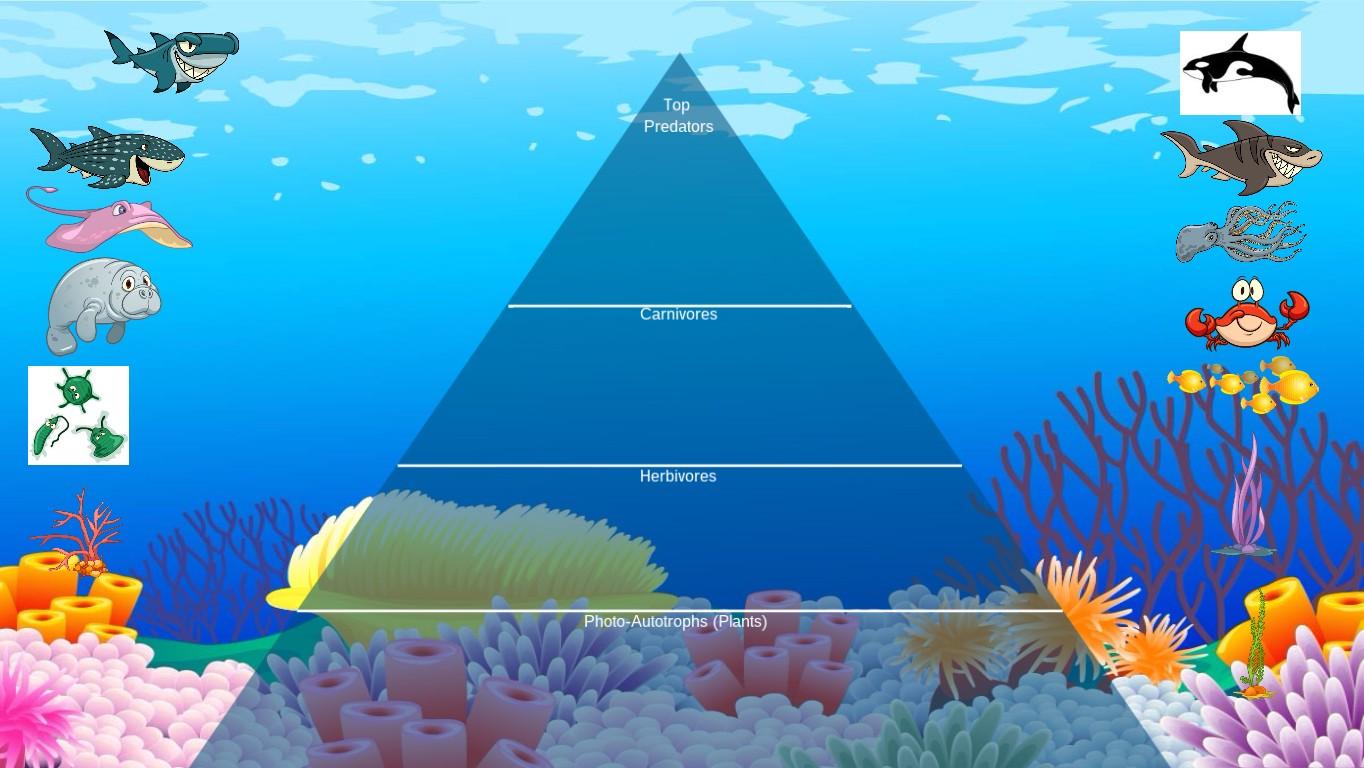 Ocean Ecological Pyramid