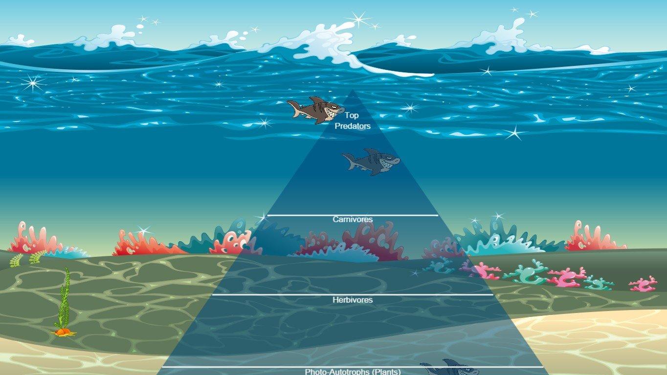 Ocean Ecological Pyramid