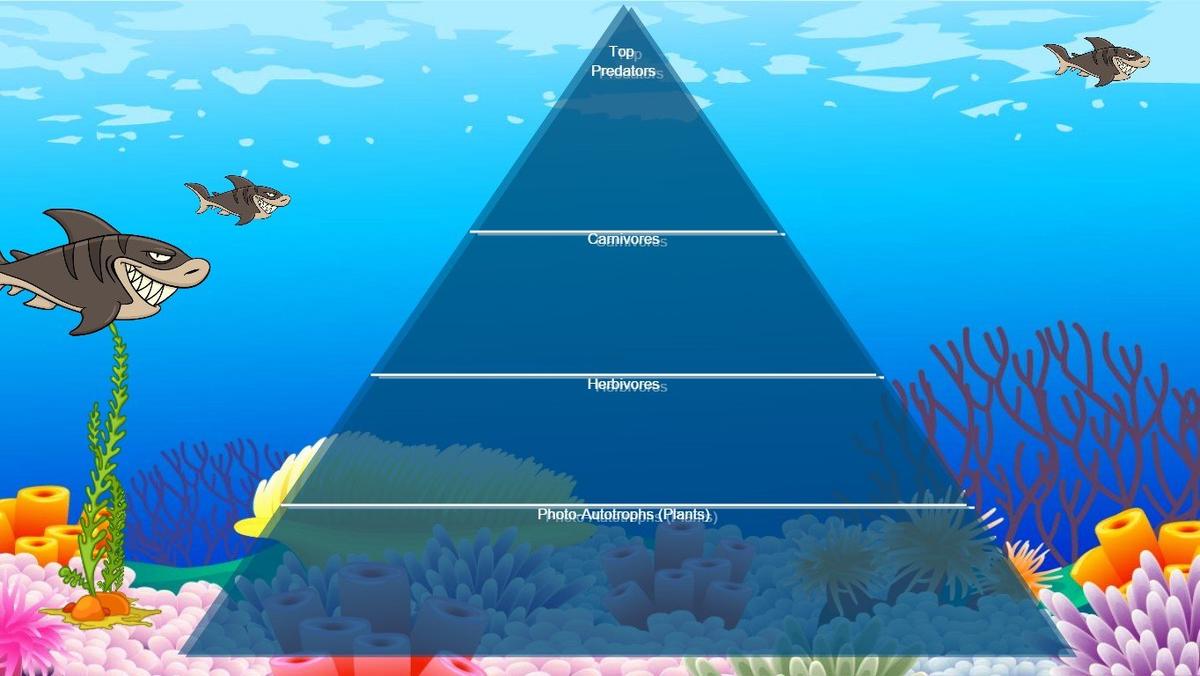 Ocean Ecological Pyramid