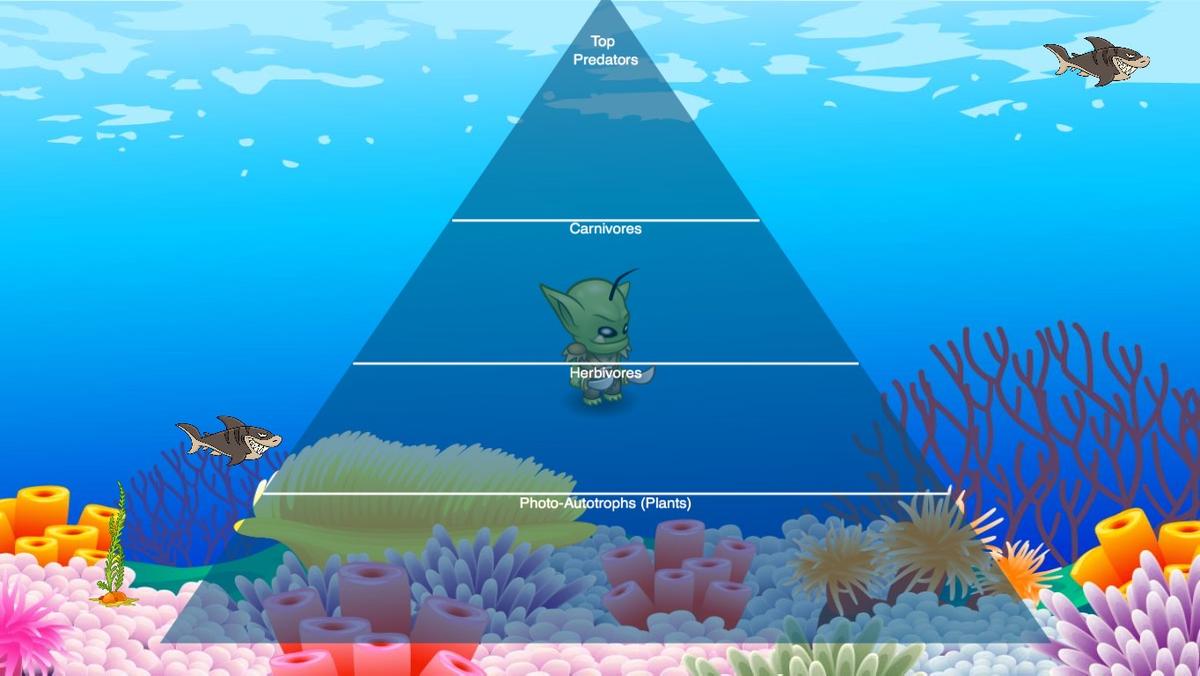 Ocean Ecological Pyramid