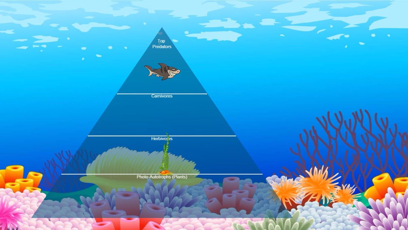 Ocean Ecological Pyramid