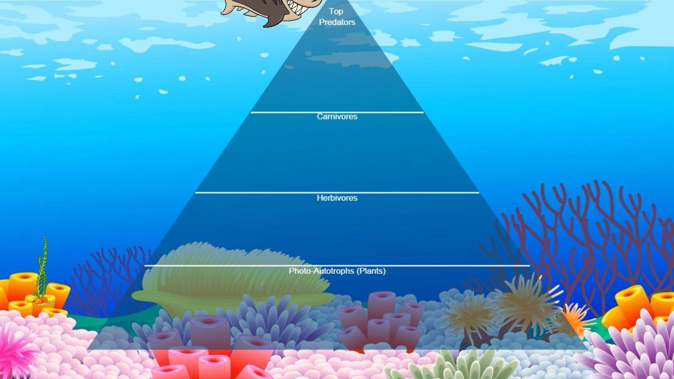 Ocean Ecological Pyramid