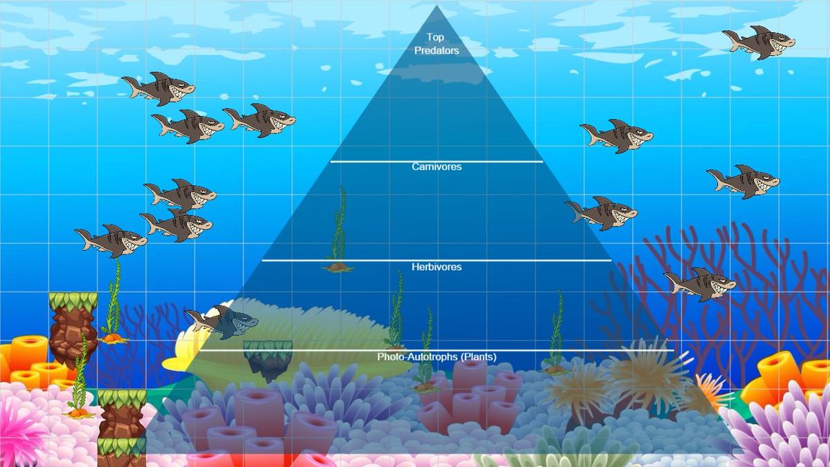 Ocean Ecological Pyramid